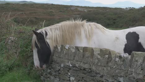 White-With-Black-Spots-Horse-Standing-Behind-A-Stone-Fence