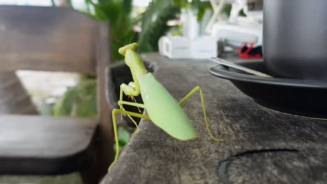 Mantis-Religiosa-Sobre-La-Mesa-En-Una-Cafetería-En-La-Playa-En-Tailandia