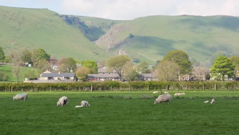 Sheep-grazing-on-farm-in-English-country-side-on-farm-in-valley,-UK-Britain-3840x2160-4K