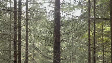 Nadelbäume-Im-Herbstwald