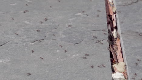 Ameisen-Schwärmen-Auf-Schieferplatten-Im-Garten,-Großbritannien