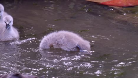 Three-Adorable-Cygnets-Swimming-In-A-Pool---close-up,-slow-motion