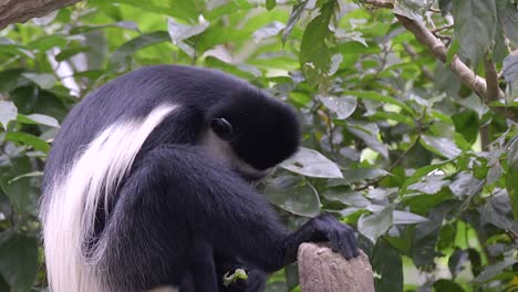 A-single-black-and-white-colobus-monkey-is-eating