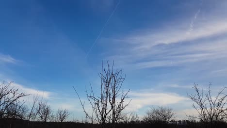 Chemtrails-Soaring-With-White-Clouds-In-Blue-Sky-Above-Barren-Plants-During-Fall-Season---panning-shot,-time-lapse