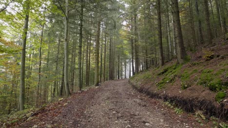 Ein-Waldweg-Im-Herbst-1