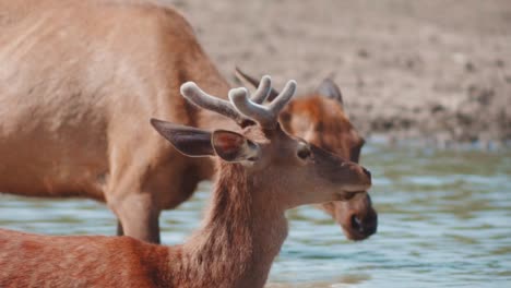 Young-male-red-deer-with-her-mother-in-the-water-stream-drinking-water,-male-baby-red-deer-drinking-water