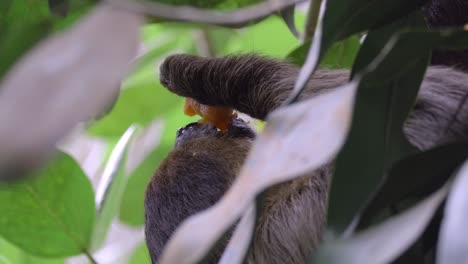 Close-Up-Of-Sloth-Feeding-While-Lying-Down-Through-Leaves