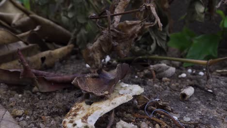 Dead-plant-in-wind,-plastic-trash-on-the-ground-steady-shoot-4K-Asia,-Thailand-Filmed-with-Sony-AX700