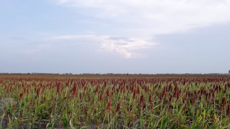 Landwirtschaft---Weizenfarmfelder-Unter-Blauem-Himmel-In-Mexiko,-Handgehaltene-Landschaftsaufnahme