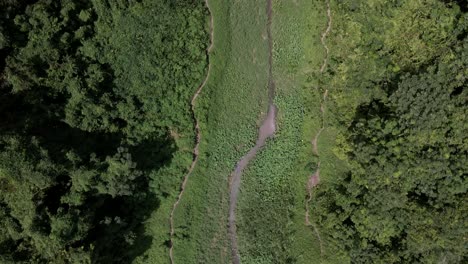 Lush-Green-Rainforest-At-Daytime---aerial,-top-down