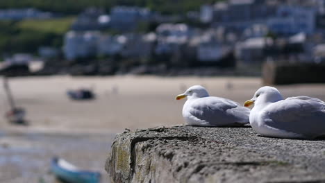 Two-white-seagulls-birds-wildlife-sitting-on-ledge-in-English-town-Cornwall-England-UK-1920x1080-HD