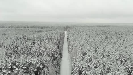 Verschneiter-Wald-Im-Osten-Lettlands_-Snow_tree_winter_coldwinter_beautifulwinter_droneshots