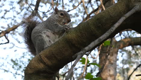 Slow-motion-shot-of-grey-squirrel-in-tree-eating-a-nut-in-nature-in-English-Park-England-London-Britain-UK-1920x1080-HD