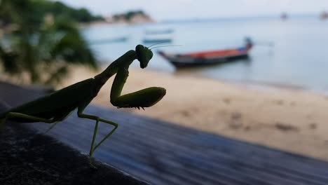 Praying-Mantis-in-shadow-in-a-coffee-bar-boat-background