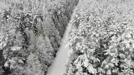 Schneebedeckter-Weihnachtsbaum-_-Snow_tree_winter_coldwinter_beautifulwinter_droneshots