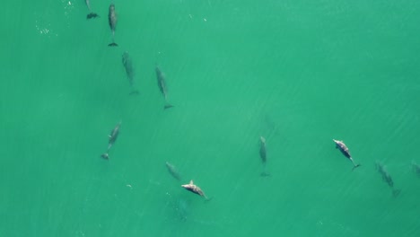 Drone-aerial-pan-shot-of-sky-view-above-dolphin-pod-swimming-near-Bateau-Bay-Central-Coast-tourism-nature-animals-NSW-Australia-4K