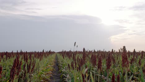 Landwirtschaft---Weizenfarmfelder-Bei-Sonnenaufgang-In-Mexiko,-Handgehaltener-Weitschuss