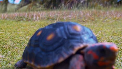 Rotfußschildkröte,-Die-Auf-Gras-In-Richtung-Kamera-Geht,-Geht-Dann-Aus-Dem-Rahmen