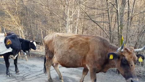 Herd-Of-Cows-Roaming-On-Rural-Road---close-up-panning