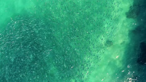 Drone-aerial-pan-shot-school-of-salmon-fish-swimming-in-North-Avoca-beach-channel-Pacific-Ocean-Central-Coast-NSW-Australia-4K