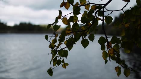 Herbstlaub-Mit-Stausee-Im-Hintergrund