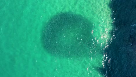 Drohne-Luftaufnahme-Der-Lachsfischschwarmkreis-Von-Oben-Pazifischer-Ozean-Zentrale-Küste-North-Avoca-Nsw-Australien-4k