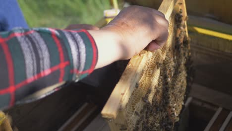 The-Beekeeper-Inserts-a-Wooden-Honeycomb-Frame-into-the-Beehive