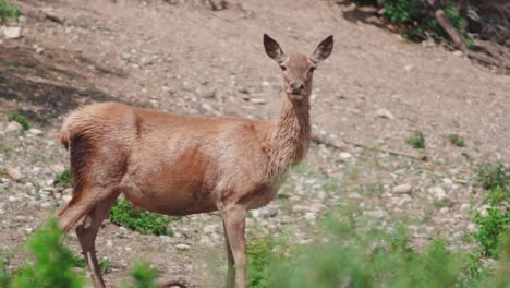 Short-tailed-female-red-deer-outside-the-open-compound-with-green-shrubs-with-an-attentive-ears,-Attentive-ears-of-the-female-red-deer