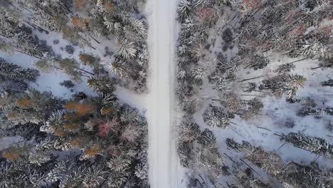 Invierno-En-Letonia-Snow_tree_winter_coldwinter_beautifulwinter_dronshots