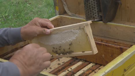 The-Beekeeper-Shook-Honey-Bees-from-the-Honeycomb