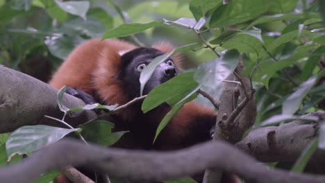 Roter-Gekräuselter-Lemur,-Der-Bellt,-Während-Er-Sich-Auf-Laub-Des-Baumes-Im-Zoo-Versteckt
