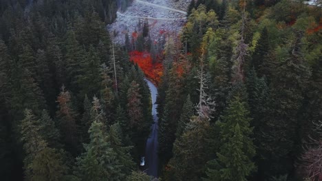 Washington-State---Drone-aerial-looking-down-on-a-road-cutting-through-a-forest-of-pine-trees-in-the-fall,-with-a-single-parked-car,-with-red-fall-colours,-near-Franklin-Falls-and-Snowqualmie