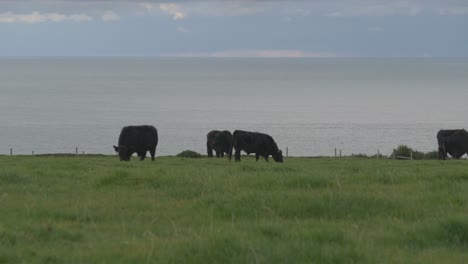 Black-Cows-Cattle-Grazing-in-a-Fenced-Pasture-at-the-Seaside-on-a-Cloudy-Day