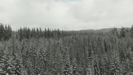 Bosque-Siempreverde-Nevado-Aéreo-De-4k-En-Invierno