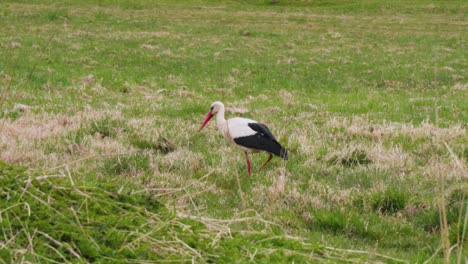 The-white-stork-is-looking-for-food