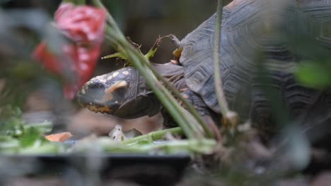 Close-Up-Of-A-Tortoise's-Head-Feeding-On-The-Ground