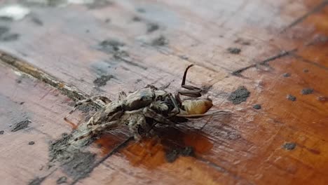 Kleine-Spinne-Frisst-Einen-Käfer-Auf-Einem-Tisch-In-Einer-Kaffeebar-In-Thailand-2