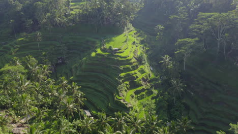 Drone-view-of-green-rice-fields-in-Bali,-Indonesia