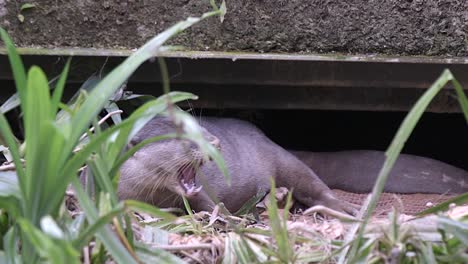 Smooth-coated-Otter-At-The-Entrance-Of-Their-Holt---close-up