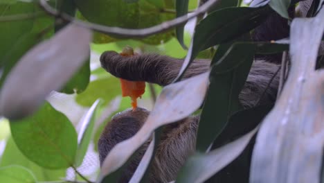 Close-Up-Of-A-Sloth-Feeding-Fruits-On-A-Tree