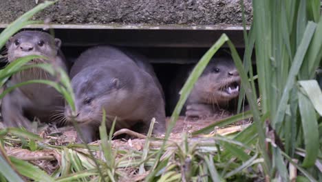 A-Family-Of-Smooth-coated-Otter-Coming-Out-Of-Their-Holt-At-Daytime---close-up,-slow-motion