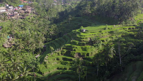 Drohnenblick-Auf-Grüne-Reisfelder-Bei-Sonnenaufgang-In-Bali,-Indonesien