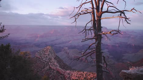 Grand-Canyon-sunset-from-scenic-lookout-with-a-bare-tree-in-the-foreground-bathed-in-golden-sunlight,-handheld-looking-out-over-the-Colorado-River---Arizona-USA
