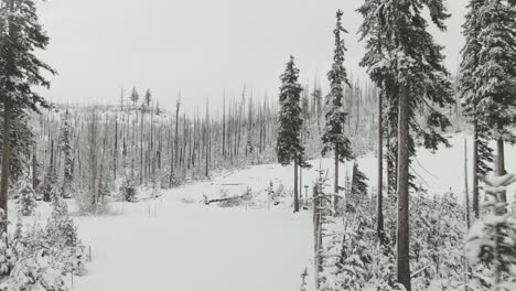 4k-árboles-Muertos-Nevados-Aéreos-En-Invierno-Drone-Dolly-En-Tiro