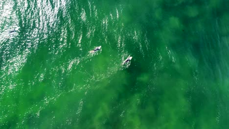 Drohnen-Luftaufnahme-Aus-Der-Vogelperspektive-Des-Surfers,-Der-Im-Grünen-Pazifik-Wamberal-Central-Coast-NSW-Australien-Paddelt-3840x2160-4k