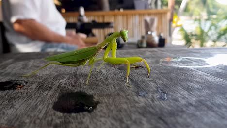 Praying-Mantis-On-the-table-in-a-coffee-bar-man-read-a-book-behind