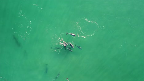 Drone-aerial-pan-shot-of-pod-of-Dolphins-swimming-in-wave-on-sandbar-Shelly-Beach-Pacific-Ocean-Central-Coast-tourism-NSW-Australia-4K