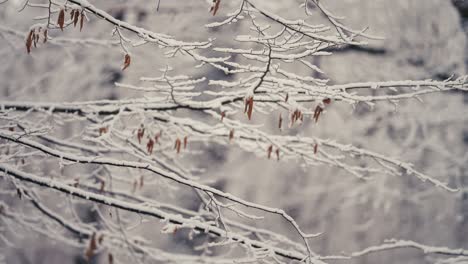 Der-Erste-Schnee-Bedeckt-Die-Dünnen-Zarten-Zweige