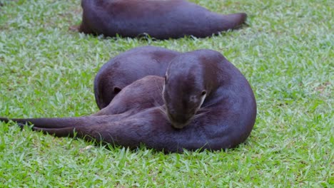 Pair-Of-Smooth-Coated-Otter-Lying-In-Lush-Meadows-While-Grooming-Themselves