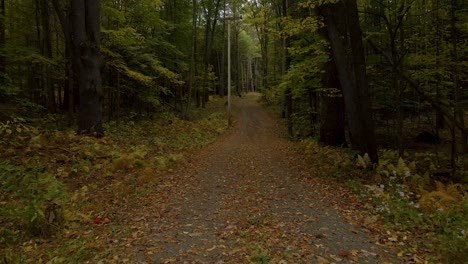 Forest-Path-in-Beautiful-Nature-Landscape-in-New-England-Wilderness